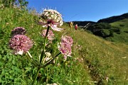 14 Astranzia maggiore (Astrantia major)